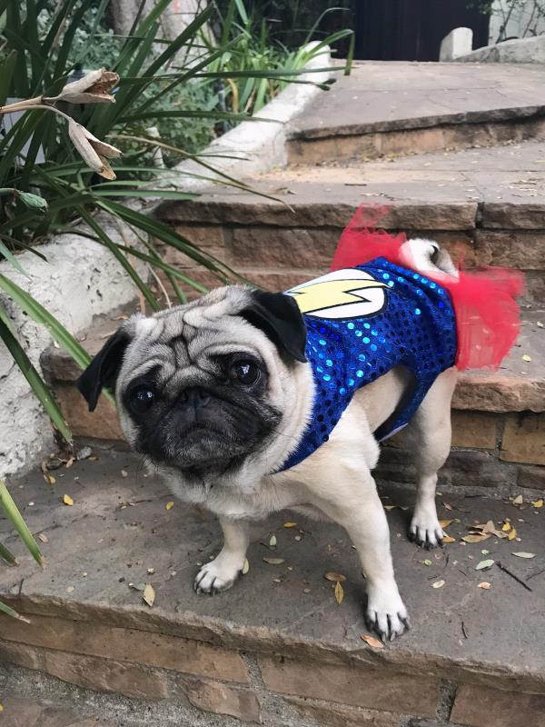 /images/uploads/pug nation rescue of los angeles/2018pugnation/entries/6324thumb.jpg